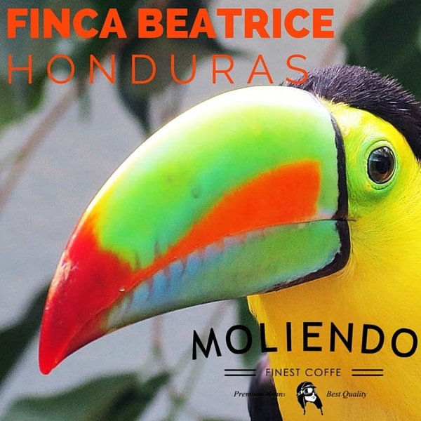 Moliendo Honduras Finca Beatrice MicroLot Organik Kahve
