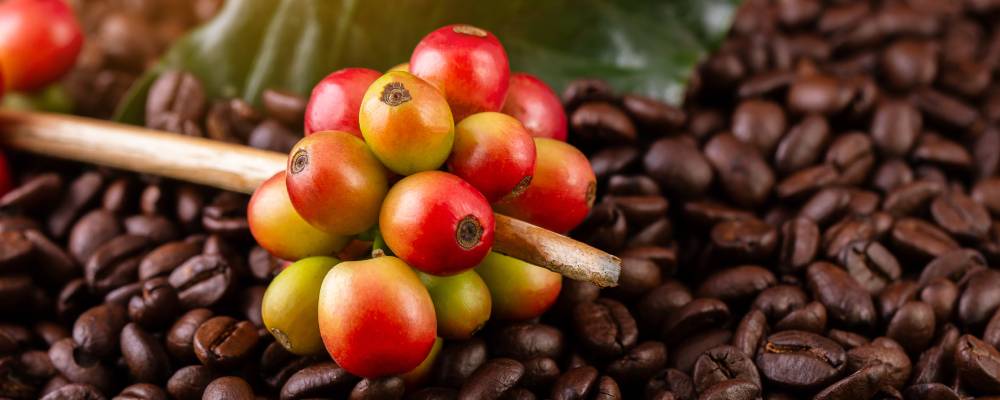 arabica kahvesi nedir