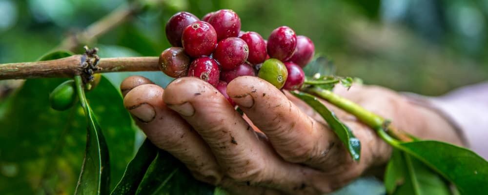 Sürdürülebilir Kahve Nedir? Etik Tüketim Rehberi