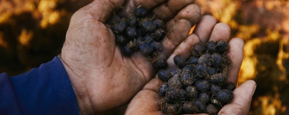 Dünyanın En Pahalı Kahveleri ve Hikâyeleri