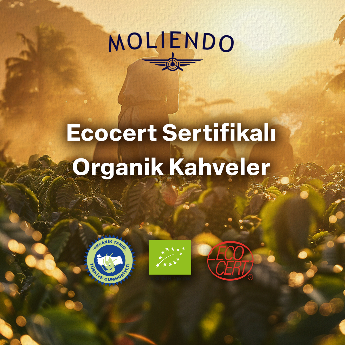 Moliendo Organic Guatemala SHB (Öğütülmüş) Yöresel Kahve 250 g