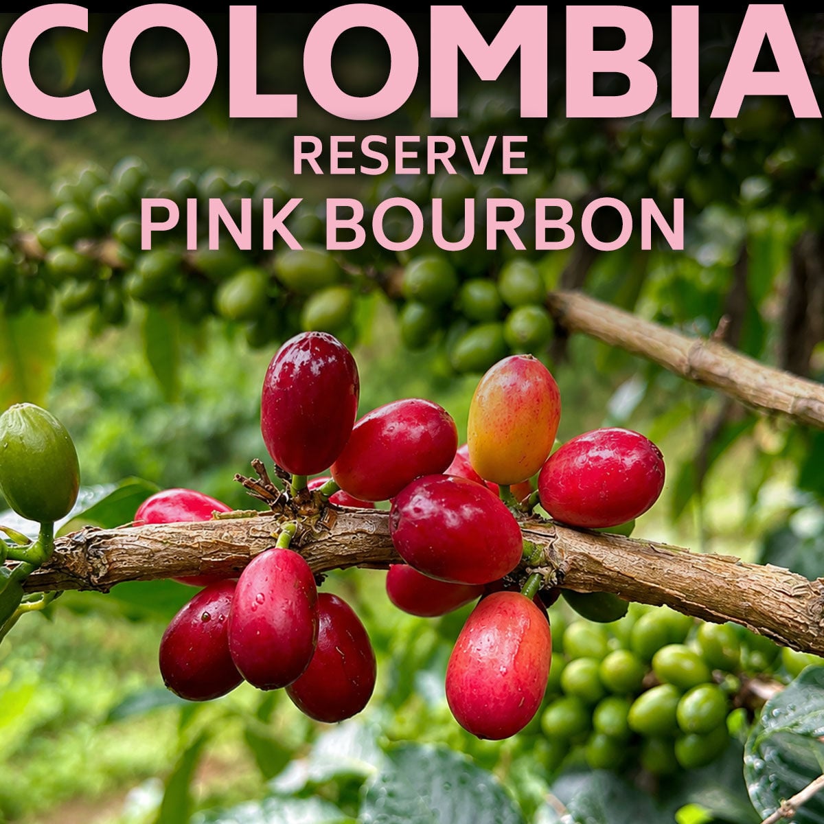 Moliendo Reserve Colombia Pink Bourbon Yöresel Kahve 250 g